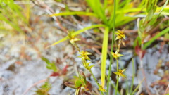 Carex echinata echinata