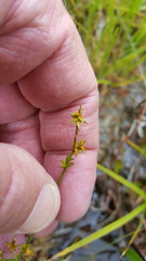 Carex echinata echinata