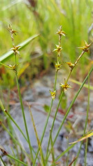 Carex echinata echinata