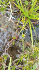 Carex echinata echinata