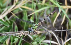 Erpetogomphus eutainia