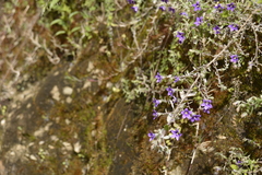 Campanula pallida