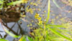 Carex echinata echinata