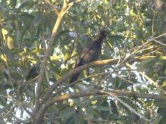 Cyanocorax cyanomelas