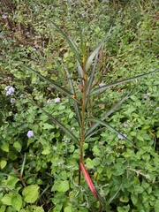 Ludwigia longifolia