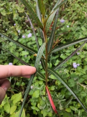 Ludwigia longifolia
