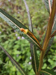 Ludwigia longifolia