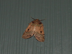 Lyelliana phaeochlora