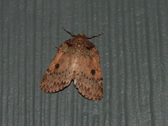 Lyelliana phaeochlora