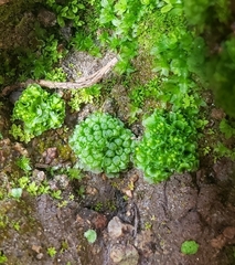 Sphaerocarpos