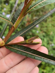 Ludwigia longifolia