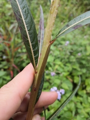 Ludwigia longifolia