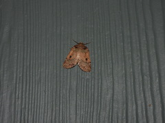 Lyelliana phaeochlora