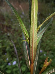 Ludwigia longifolia