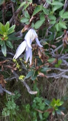 Clematis alpina