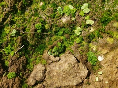 Sphaerocarpos