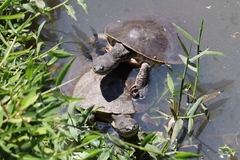 Phrynops geoffroanus