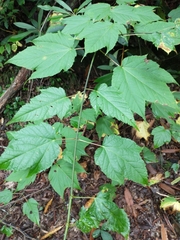 Acer pensylvanicum