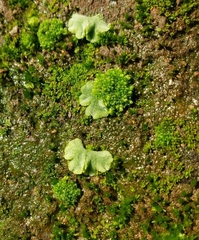 Sphaerocarpos