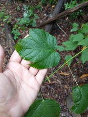 Acer pensylvanicum