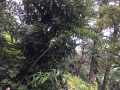 Polygonatum verticillatum