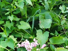 Diplacodes trivialis