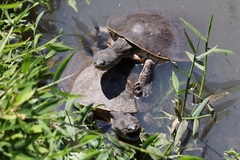 Phrynops geoffroanus