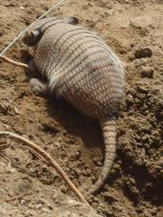 Euphractus sexcinctus