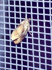 Zomaria interruptolineana