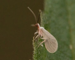 Coniopteryx