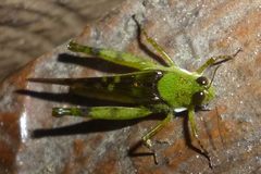 Paulinia acuminata
