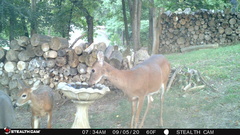 Odocoileus virginianus