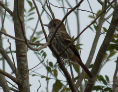 Knipolegus cyanirostris