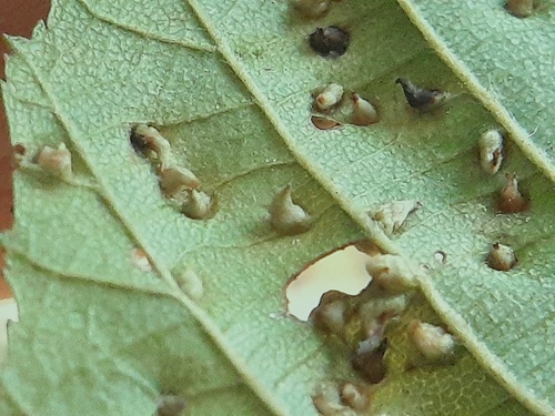 Alder Leaf Gall Mite