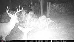 Odocoileus virginianus