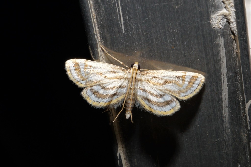 Parapoynx curviferalis