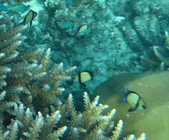 Dascyllus reticulatus