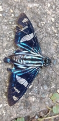 Jemadia