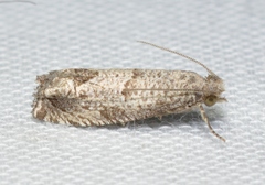 Pelochrista seamansi