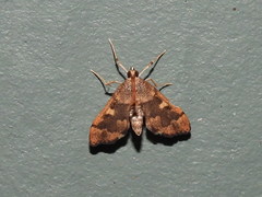 Nacoleia rhoeoalis