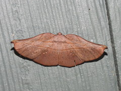 Xenomusa metallica