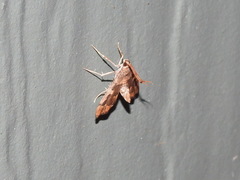 Nacoleia rhoeoalis