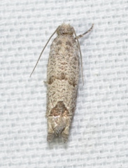 Pelochrista seamansi