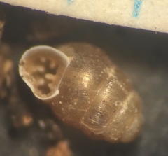 Vertigo rugosula