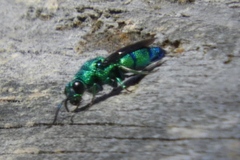 Chrysis smaragdula
