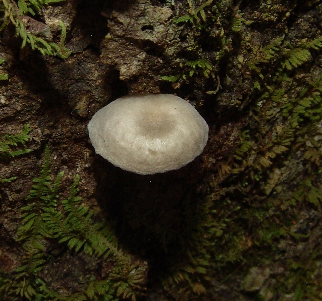 Pulverulina