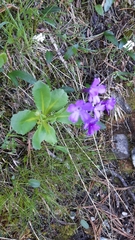 Primula latifolia