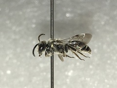 Callandrena