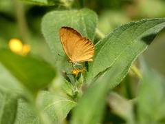 Tegosa pastazena