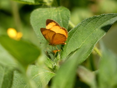 Tegosa pastazena